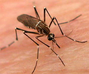 Dengue-Mosquito